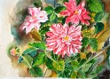 25. Dahlias in bloom